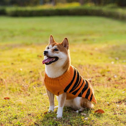 Spooky Pet Sweater Outfit