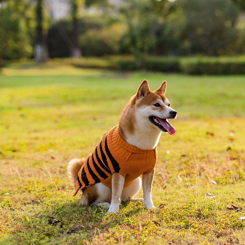 Spooky Pet Sweater Outfit